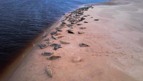 drone shot of seals relaxing on sandy shore next to blue ocean water, findhorn, scotland