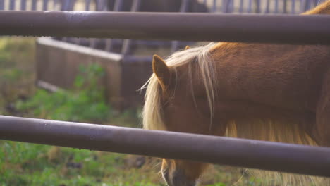 120 fps slowed to 24p_pony walking away toward trough