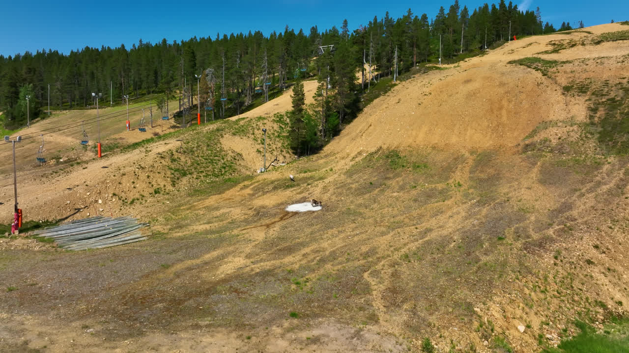 renos relajándose en la nieve, en las laderas de saariselka, un día soleado de verano en laponia