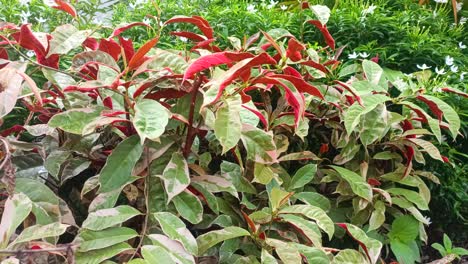 Regar-Con-Agua-Las-Hojas-De-La-Planta-Excoecaria-Cochinchinensis