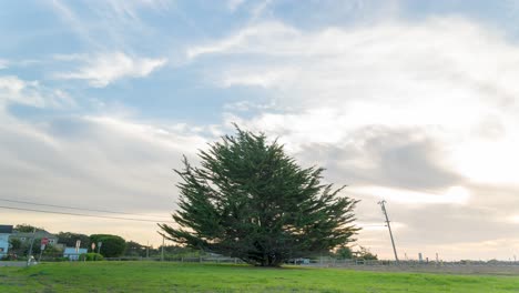 Zeitraffer:-Sich-Schnell-Bewegende-Wolken-Und-Ein-Baum