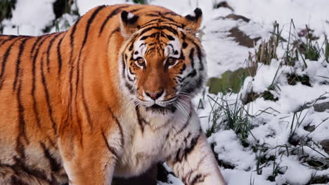 male siberian tiger or amur tiger walking in snowy winter landscape turning and looks back