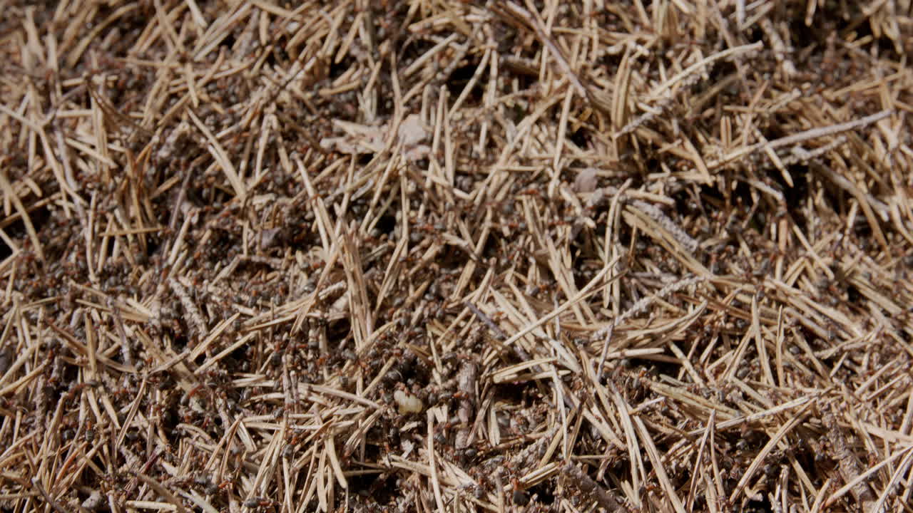Close-up of bustling ant colony on forest floor covered in dry pine needles and twigs. Chaotic image.