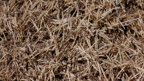 close-up of bustling ant colony on forest floor covered in dry pine needles and twigs. chaotic image.