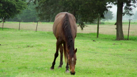 this is a shot of a brown horse eating grass at a ranch