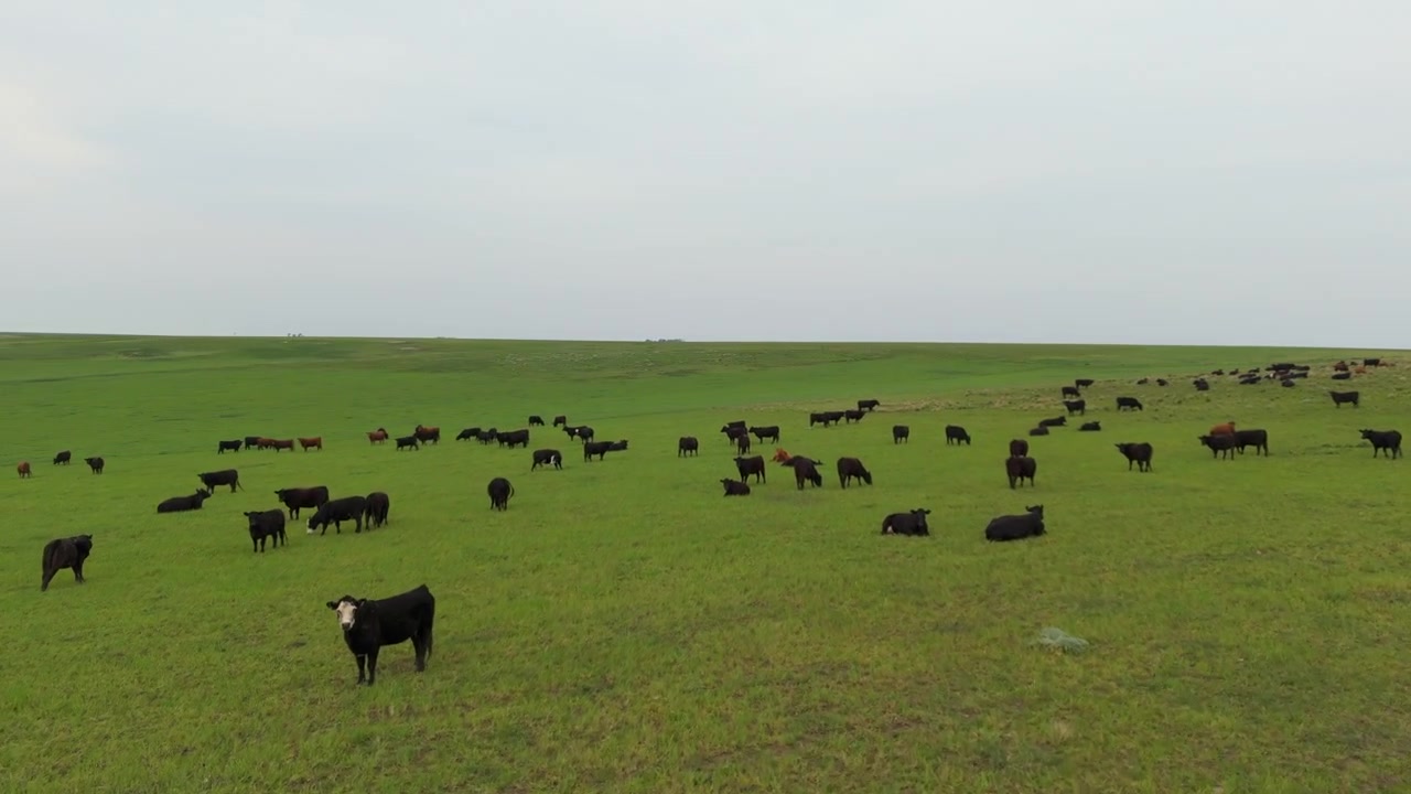 Mucche nere e marroni che pascolano e riposano nel campo