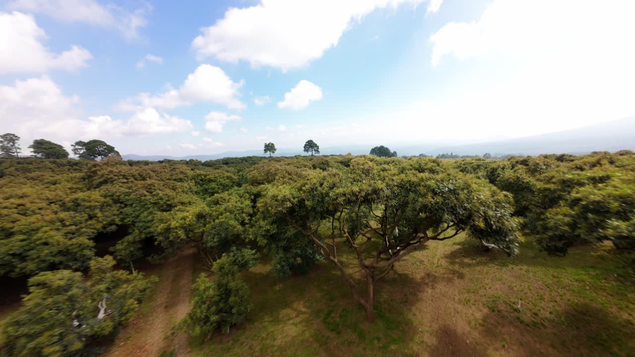 DRONE FPV DOLLY IN PROXIMITY SHOT OF AVOCADO TREES IN AN AVOCADO FARM IN MICHOACAN