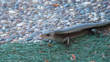 long-tailed sun skink sits motionless on pavement, runs quickly out of frame