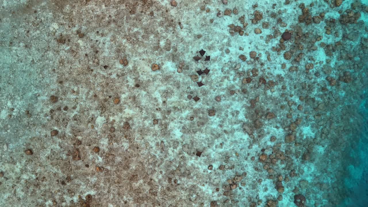 Majestic Ballad of the Rays - Spotted Eagle Ray school by drone, Maldives - Indian Ocean: Zoom out from high and show reef