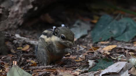 himalayan striped squirrel, tamiops mcclellandii, 4k footage