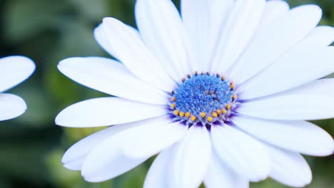 Nahaufnahme-Einer-Bunten-Gänseblümchenblume-Im-Botanischen-Garten,-Pastonfarbenes-Gänseblümchen