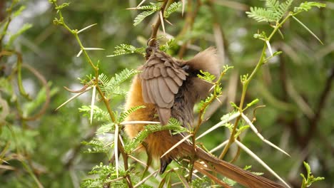 close up shot of a speckled mousebird hanging from a tree branch, preening its feathers and grooming itself