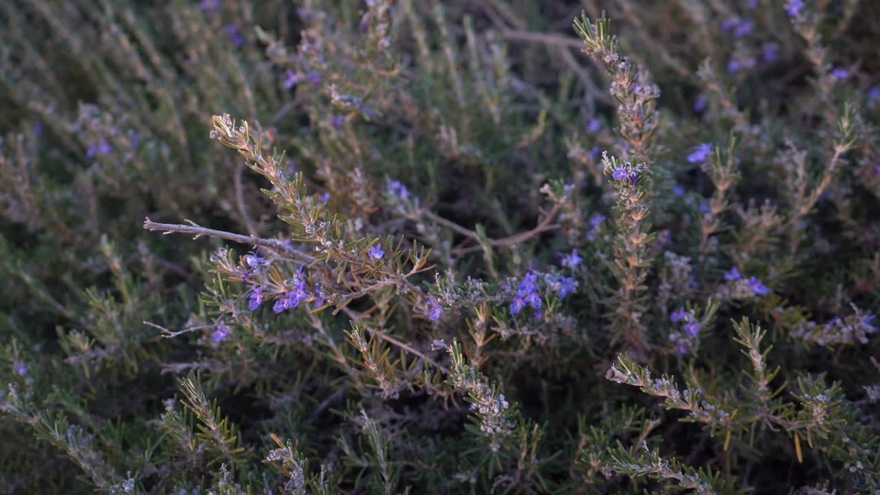 lirios de flores moradas en israel