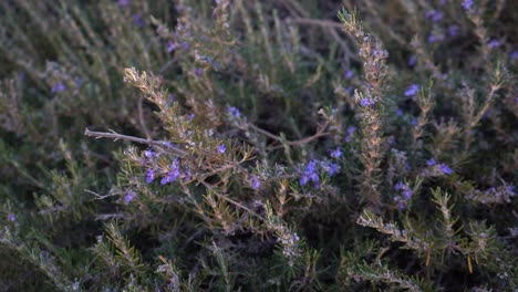 Lila-Blumenlilien-In-Israel