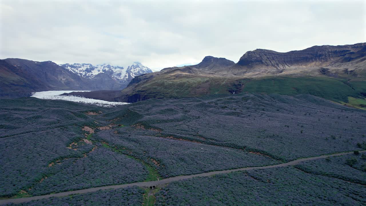 Grandes campos cobertos com flores de tremoço com vista para montanhas nevadas e geleira ao fundo, Islândia