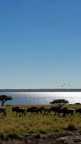 zebras and wildebeest by a shimmering lake in the savanna