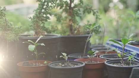 composite video of spot of light against multiple plant pots in the garden