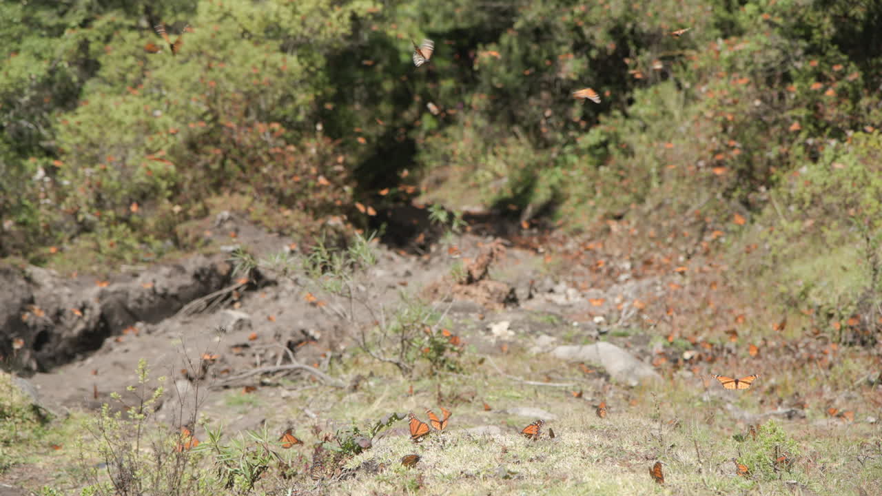 mariposas monarca bebiendo de un arroyo y volando por el aire en la reserva de mariposas monarca en méxico