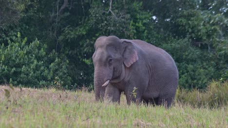 Der-Nach-Links-Gerichtete-Elefant-Bewegt-Sich-Dann-Mit-Dem-Linken-Fuß-Nach-Vorne,-Um-Im-Boden-Zu-Graben-Und-Mehr-Mineralien-Freizulegen,-Von-Denen-Er-Sich-Ernähren-Kann,-Indischer-Elefant-Elephas-Maximus-Indicus,-Thailand