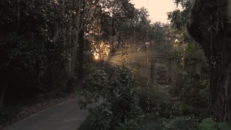 christmas lights from trees with sun rays