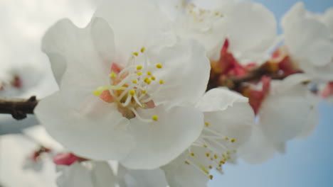 close-up of blooming apricot flowers