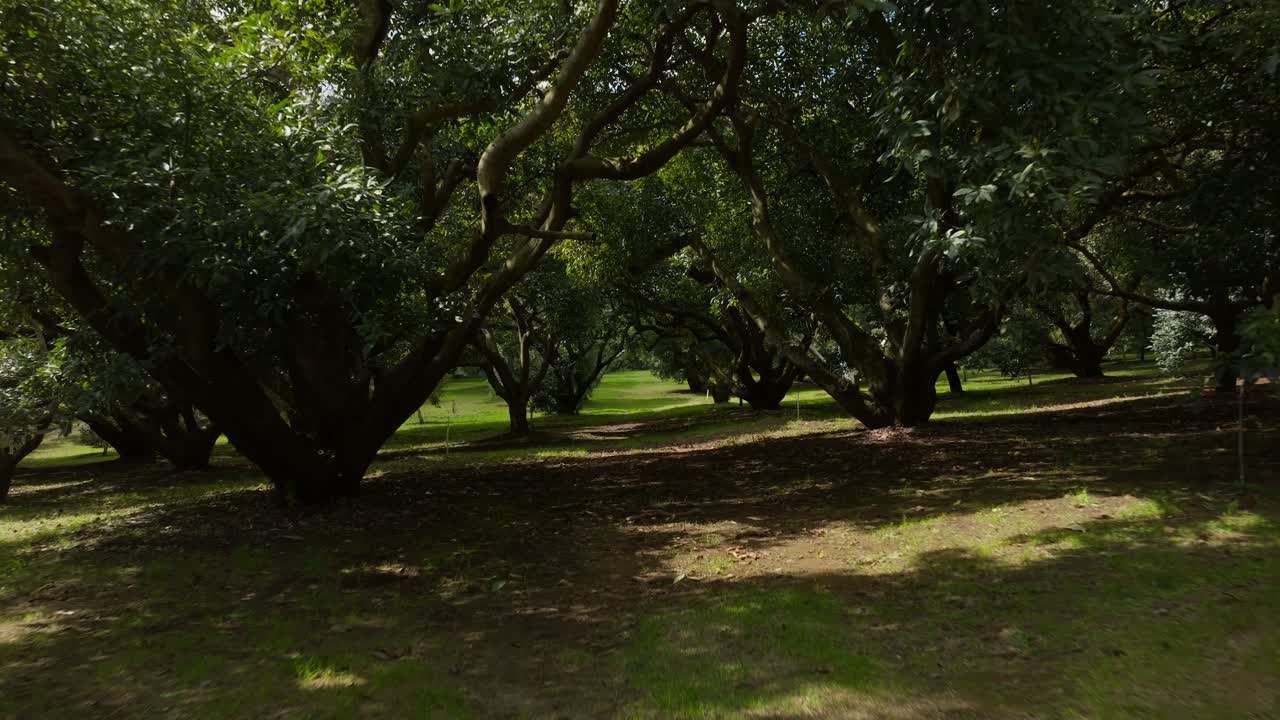 Low altitude drone flies beneath avocado trees revealing rows and texture of a productive farm