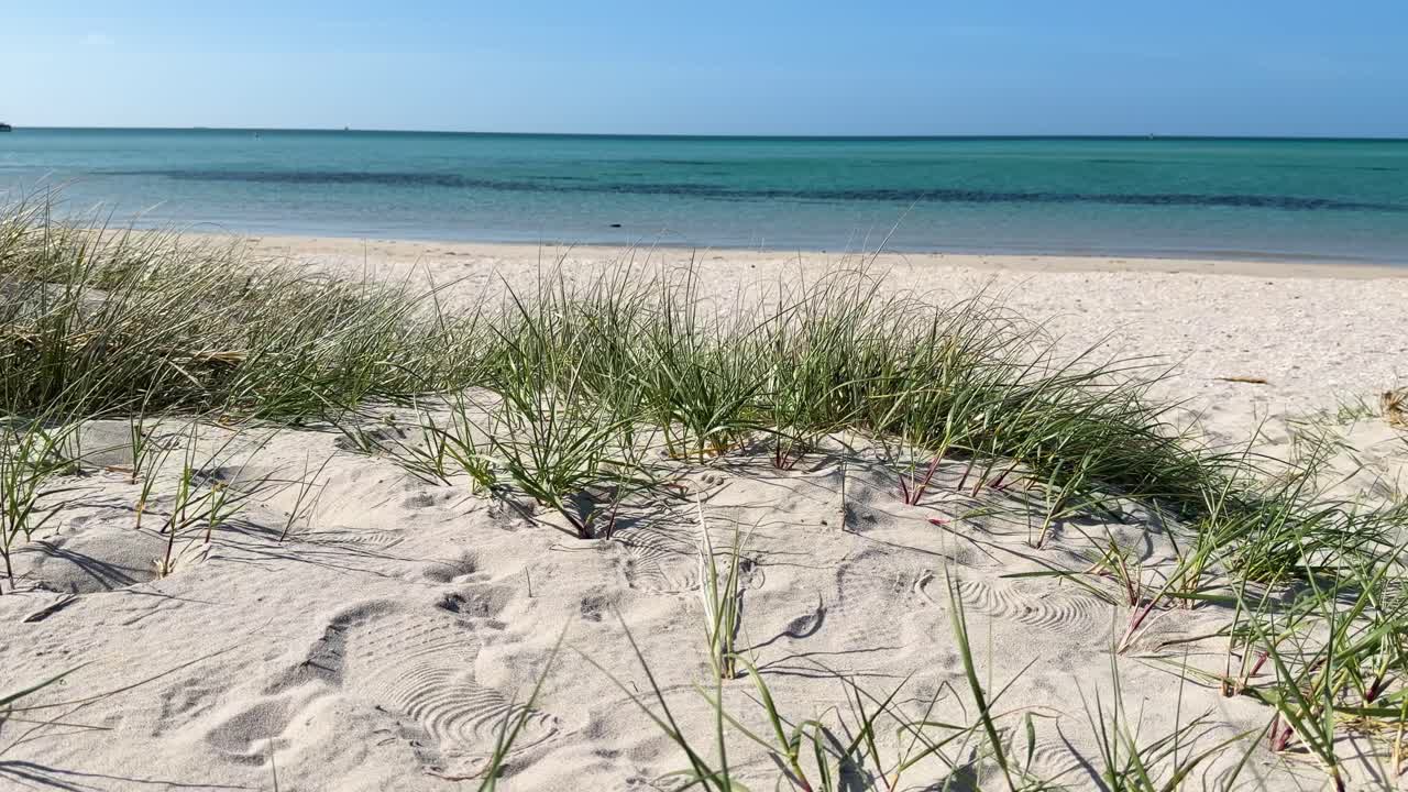 Native spinifex grass grows on sunlit sand dune, stabilizing beach with calm turquoise water