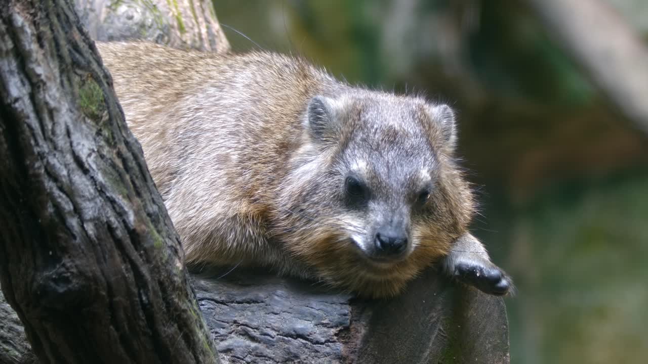 cerca de un rock hyrax tumbado y descansando sobre un árbol en el bosque
