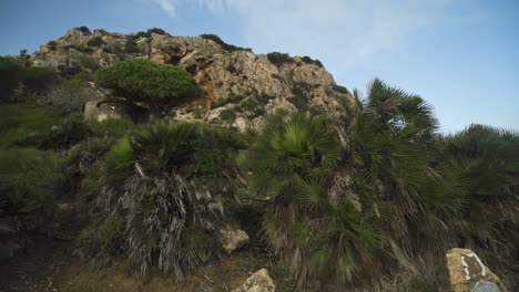 palm trees and rocky cliff of estepona on windy day, tilt up and down view