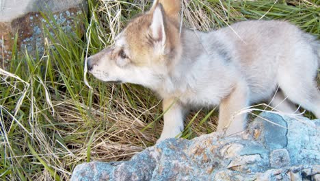 baby gray wolf playing in the grass