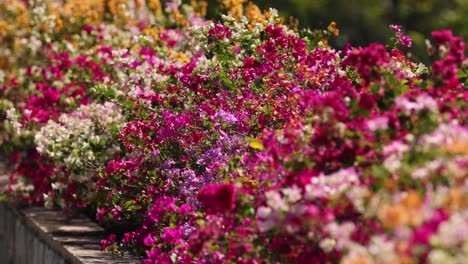 las coloridas flores de bougainvillea se balancean suavemente