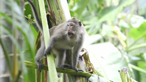 male long tail macaque monkeys has angry face and jumps off the banana tree