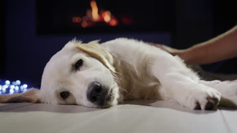 el hombre acaricia al perro, que se encuentra cerca de la guirnalda de año nuevo contra el telón de fondo de una chimenea en llamas. véspera de navidad.