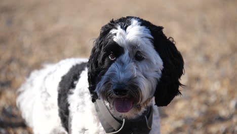 Slow-motion-portrait-of-an-adorable-labradoodle-dog-on-a-shingle-beach-in-the-UK-looking-at-the-camera-and-panting