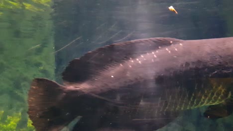 arapaima  swimming very close to the camera