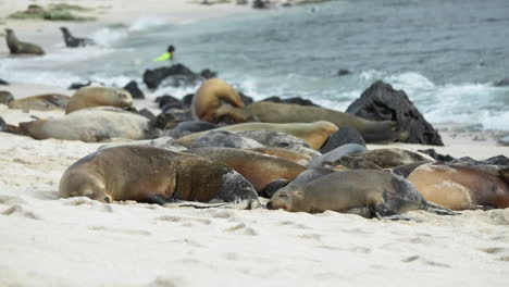 resting sleeping galapagos sea lions on playa punta beach relaxing beside waves