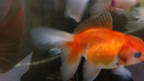 colourful beautyfish swim in an aquarium