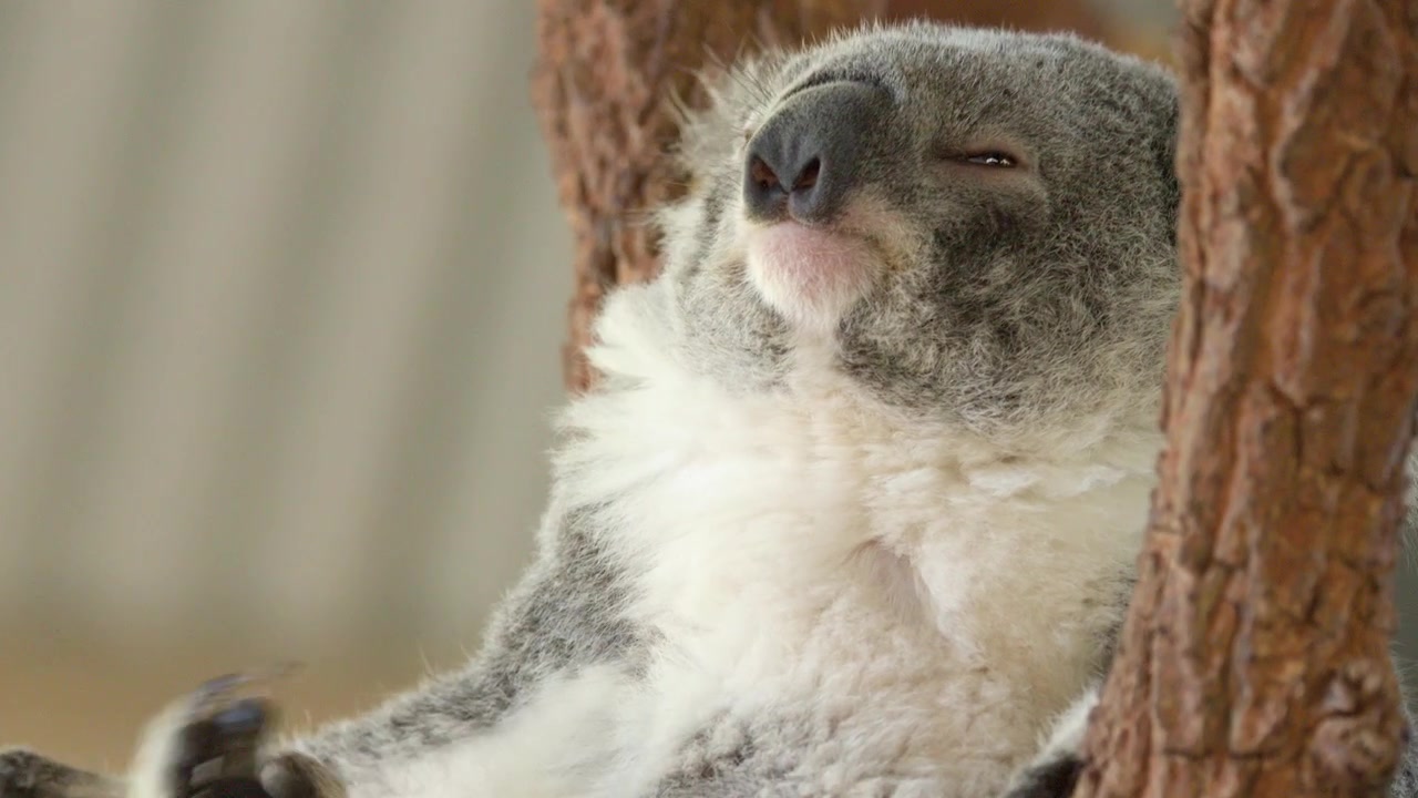 Primo piano di un koala che riposa contro un tronco d'albero a Nelson Bay, Nuovo Galles del Sud