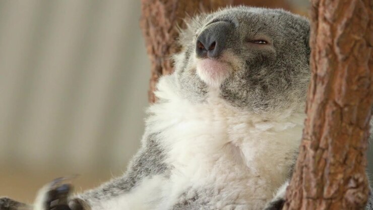 Primo piano di un koala che riposa contro un tronco d'albero a Nelson Bay, Nuovo Galles del Sud