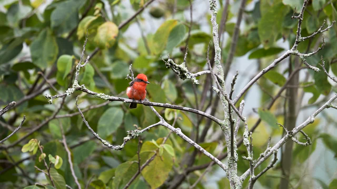 Vermilion Flycatcher Fluttering Among Tree Branches