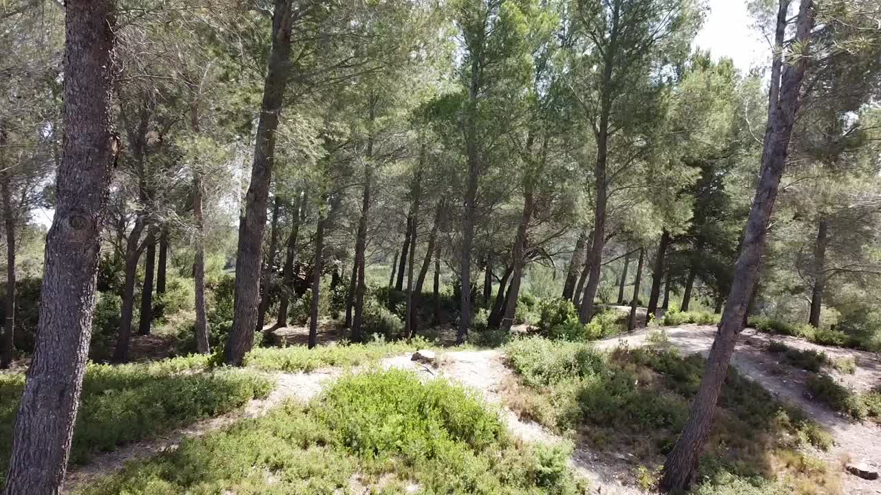 프로방스 의 코니퍼 와 모스 나무 가 있는 숲