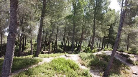 forest with conifers and moses in provence