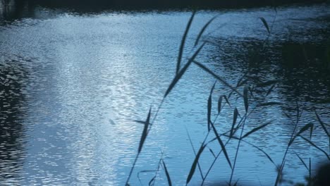 wind blowing over calm lake and tall grasses - static, slow motion