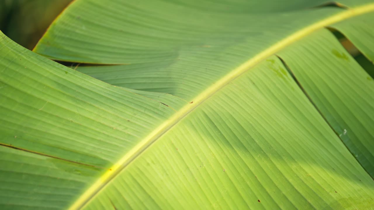 Close-up still of a green banana leaf, showing its natural texture and veins, vibrant tropical details in a calm, lush setting