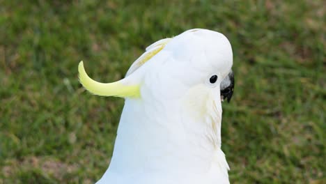 cockatoo turning head on grassy area