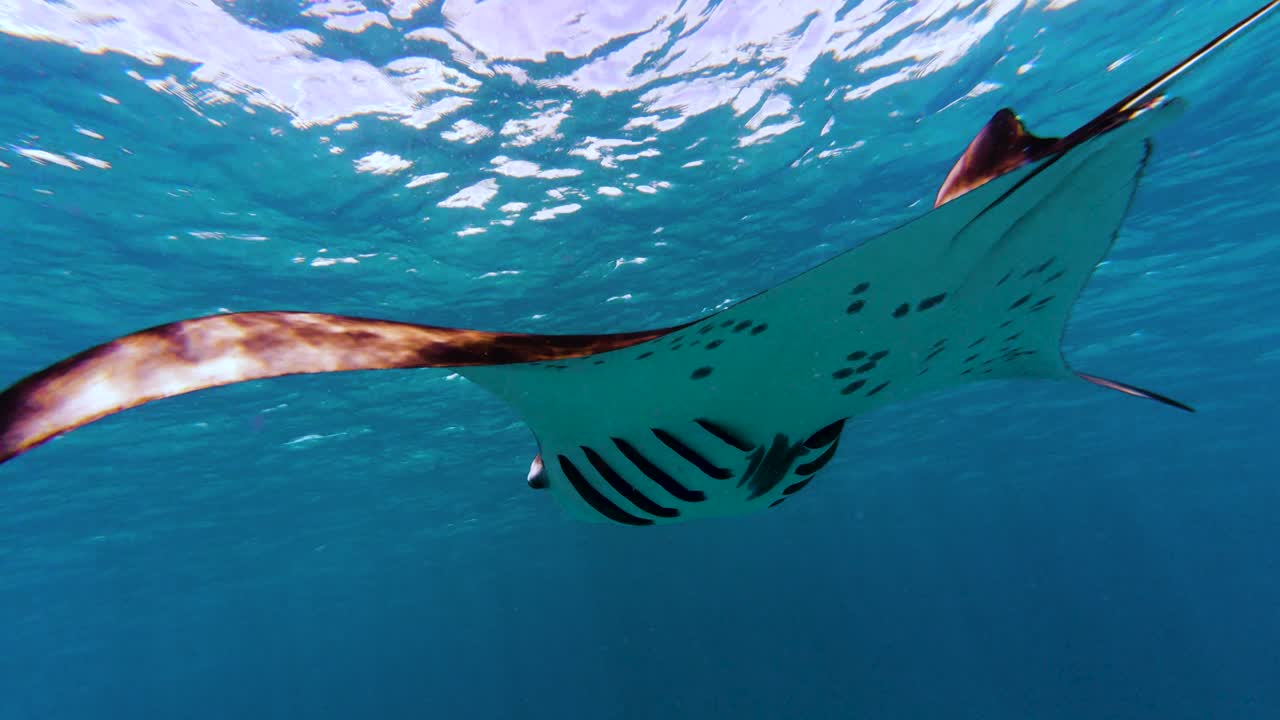 Big Manta rays swimming in the deep blue sea