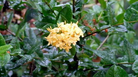 Schöne-Exotische-Gelbe-Blume-In-Einem-Garten-In-Den-Tropen-Während-Eines-Regengusses-Auf-Einer-Abgelegenen-Tropischen-Insel
