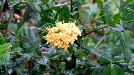 beautiful exotic yellow flower in a garden in the tropics during a rain downpour on remote tropical island