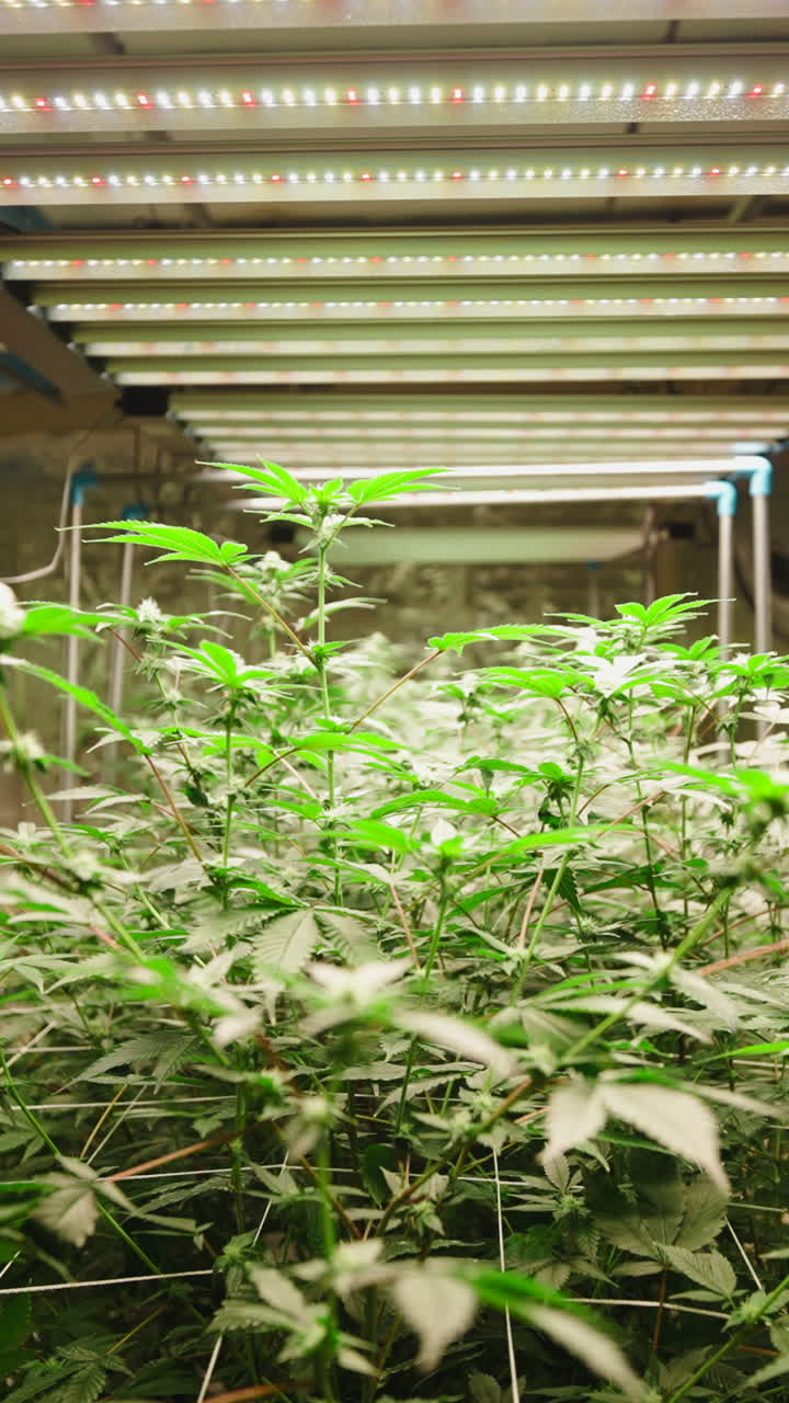 Nahaufnahme von Cannabispflanzen, die unter künstlichen LED-Leuchten wachsen