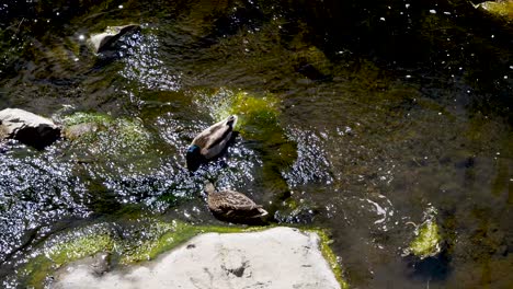 Stockenten,-Die-Bachkaninchen-Füttern